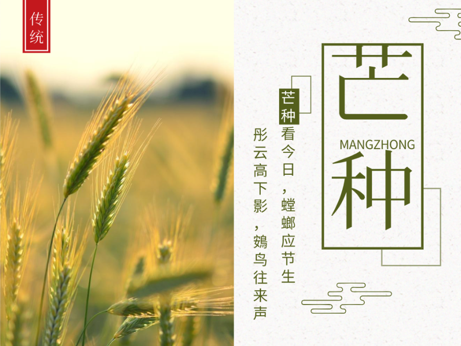 今日芒種，忙有所獲，不負耕耘！